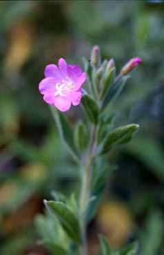epilobium hirsutum.jpg